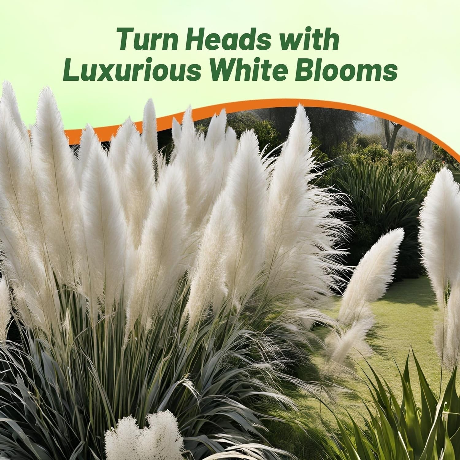 White Pampas Grass Seeds – 1,000 Pcs. Perennial, Drought-Tolerant Ornamental …