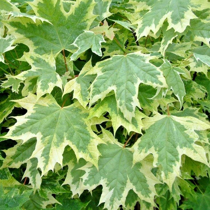15 SILVER KING NORWAY MAPLE SEEDS – Acer platanoides ” silver king “