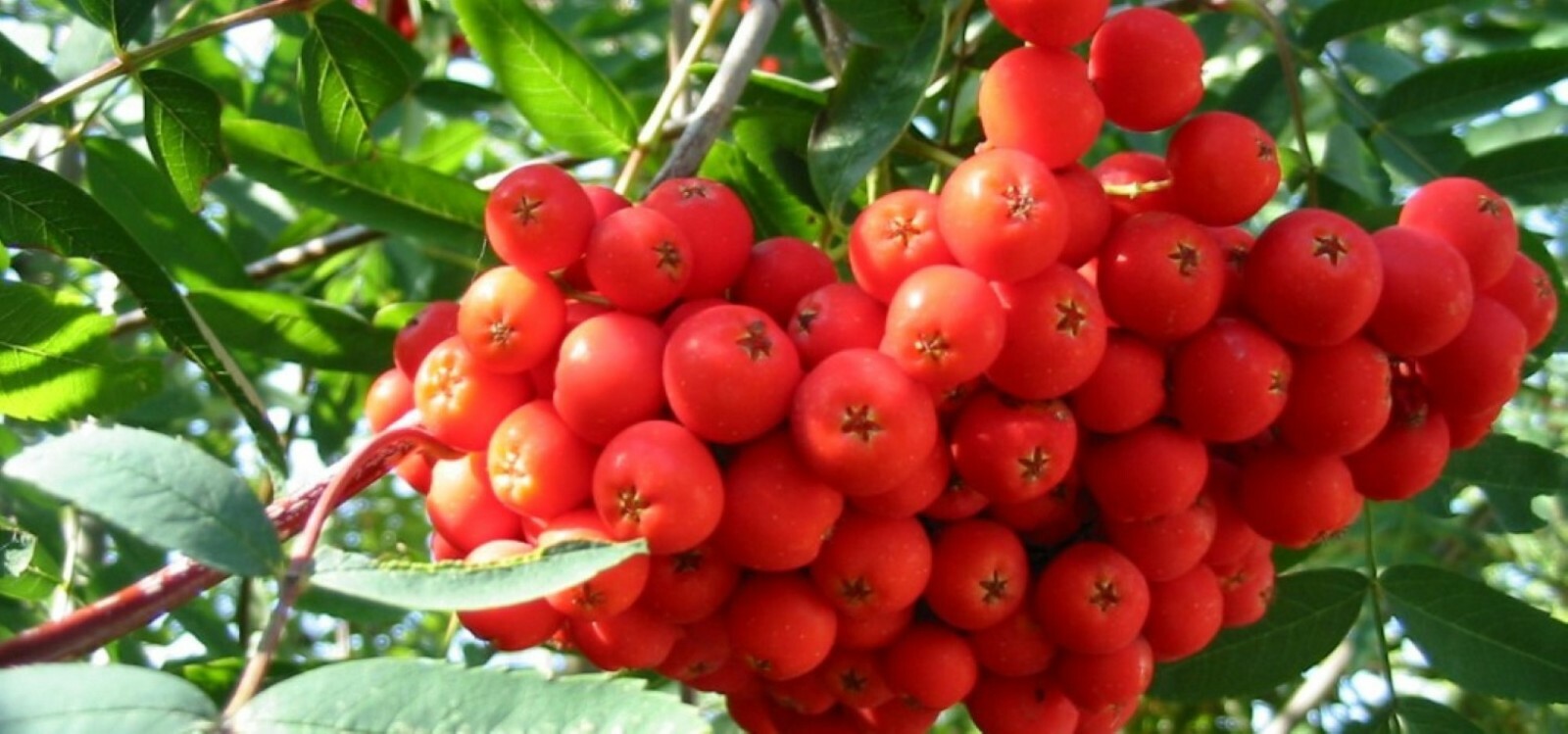 18-24” tall European Mountain Ash 2 Year Old (Sorbus aucuparia) tree