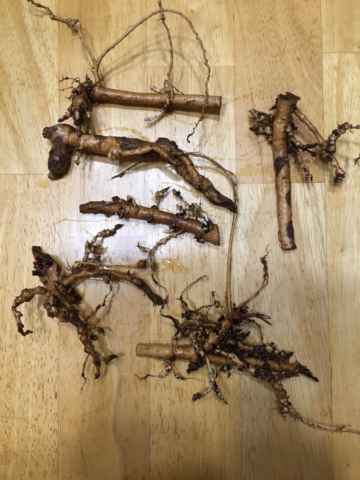 Start This Year’s Crop Today. 12 Organic Cascade Hop Rhizomes, $60.00