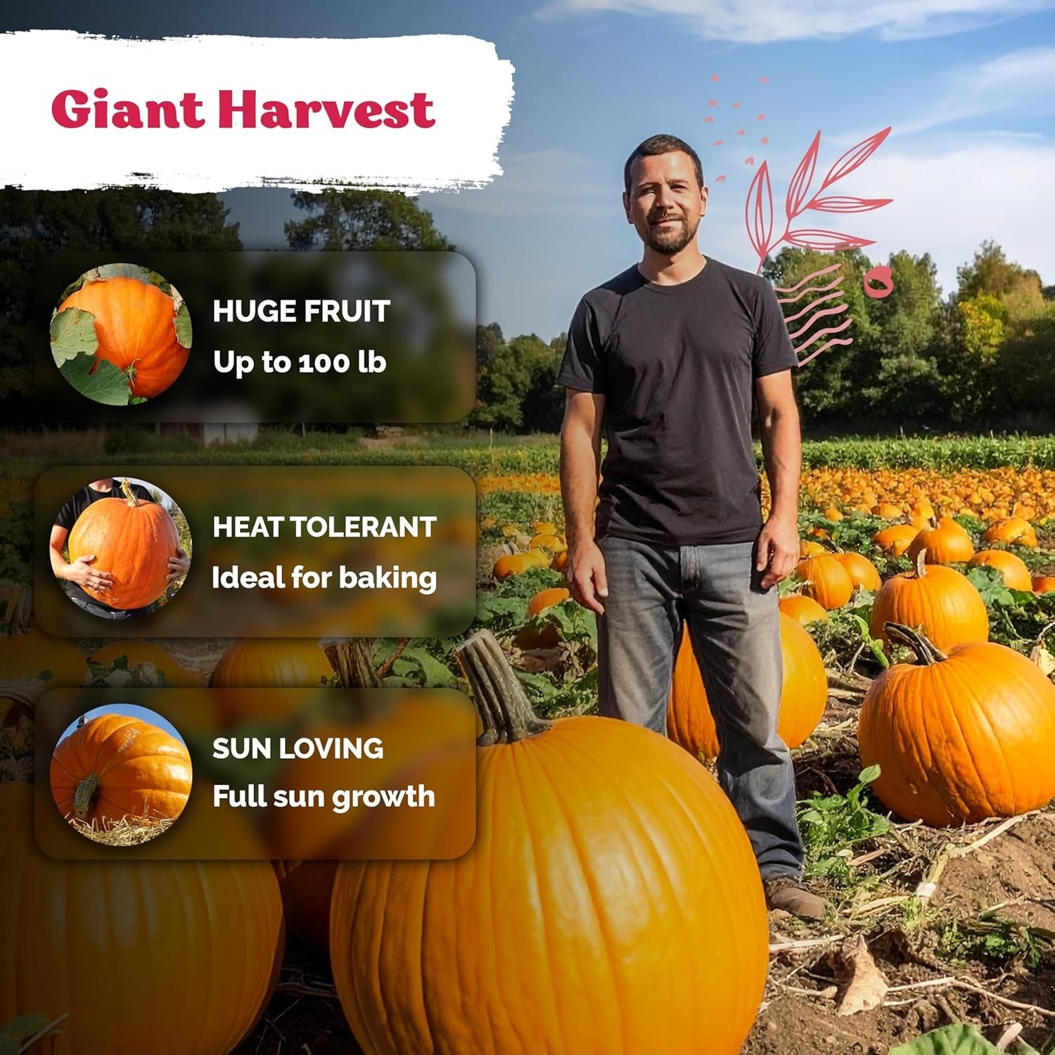 Giant 100 lbs Big Max Pumpkin Seeds – Disease Resistant & Low Maintenance