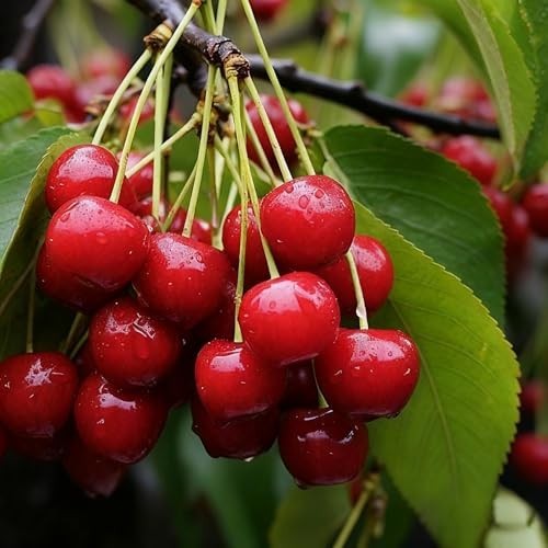 1500+ Mixed Fruit Tree Seeds – 6 Varieties: Strawberry, Blueberry, Raspberry, Mu