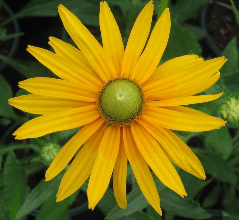 Green Eyed Daisy Seeds, Rudbeckia Hirta, Green Eye Daisies, Heirloom Seeds 75ct