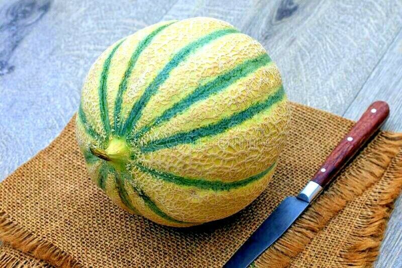 20 Charentais Melon Cantaloupe Seeds NON~GMO Organic Garden French Hybrid Plant