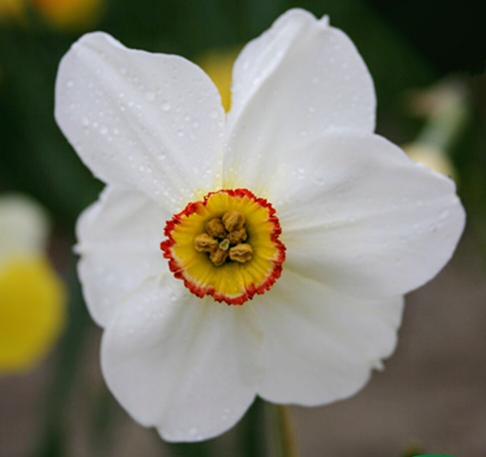 50 Mixed Daffodil Bulbs Assortment FREE SHIPPING