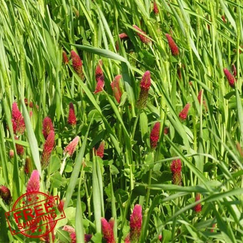 Outsidepride 5 lb. Garden Cover Crop Seeds