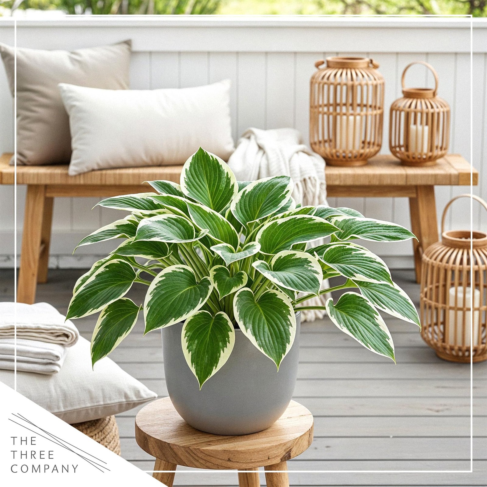 Perennial Hosta Patriot 3 Plants Per Pack Accent Plant 10″ Tall 4″ Wide 1 Qt Pot