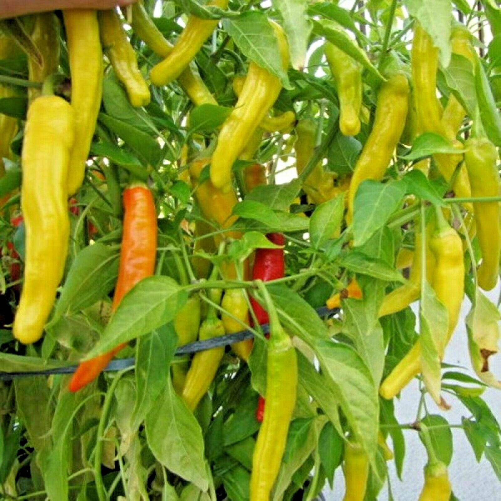 101+HUNGARIAN Sweet Wax PEPPER Seeds Organic Vegetable Garden Container Banana