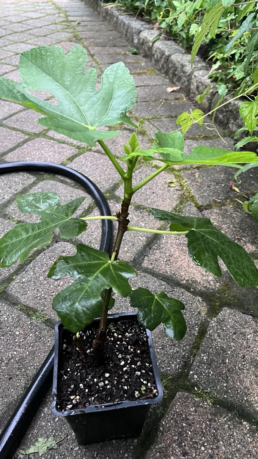 1 liter container Panache Tiger Fig Plant – Ficus carica variegated Sweet