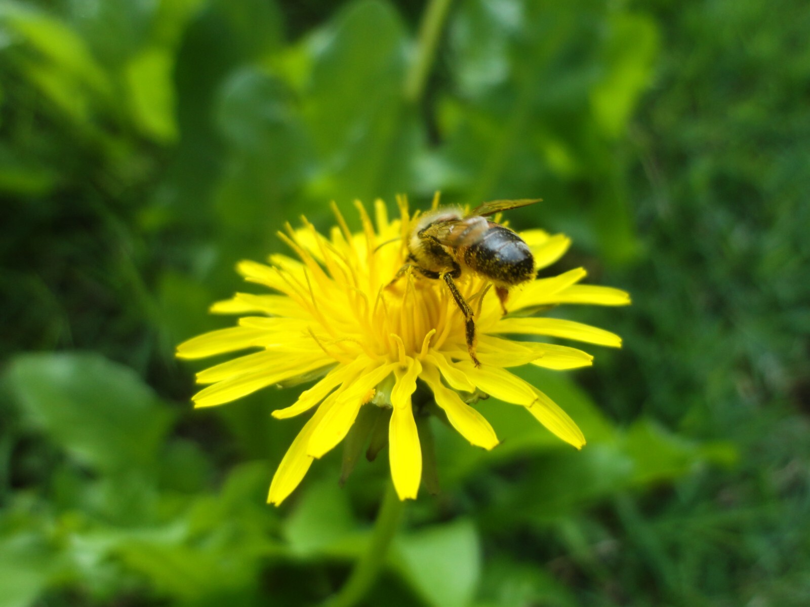 1000 Dandelion Seeds Taraxacum Officinale Medicinal Edible Herb Non-GMO Bulk