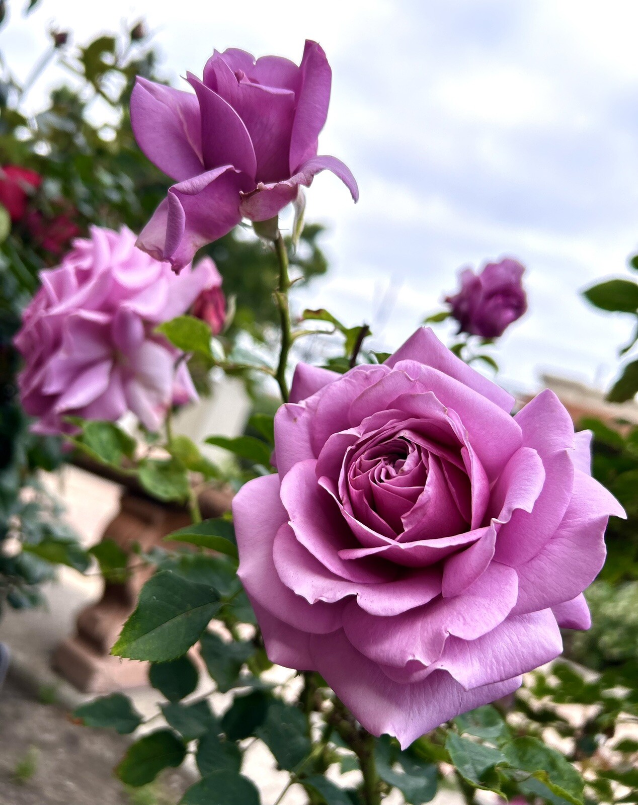 Blue Moon Rose, Hybrid Tea Rose – Large Purple-Fragrance – 10 seeds 2024 – USA