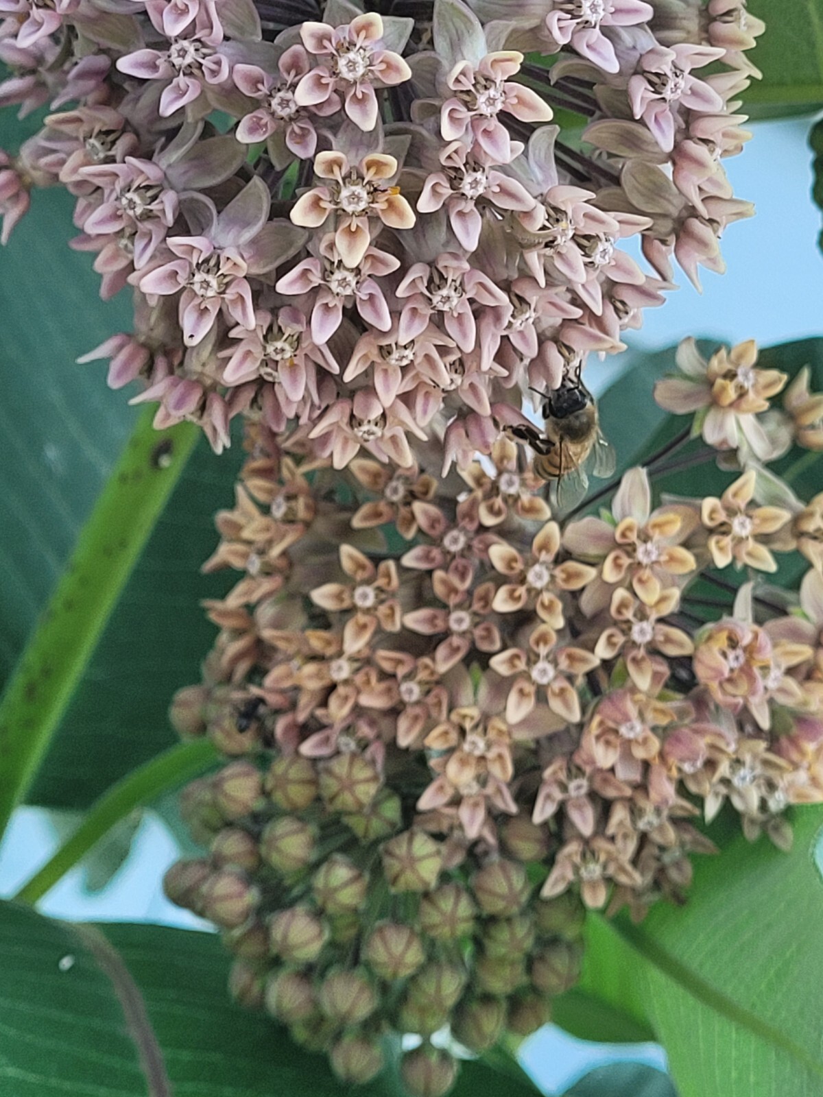 50 Seeds – Asclepias syriaca ‘Common Milkweed’ Perennial in Zones 3-9