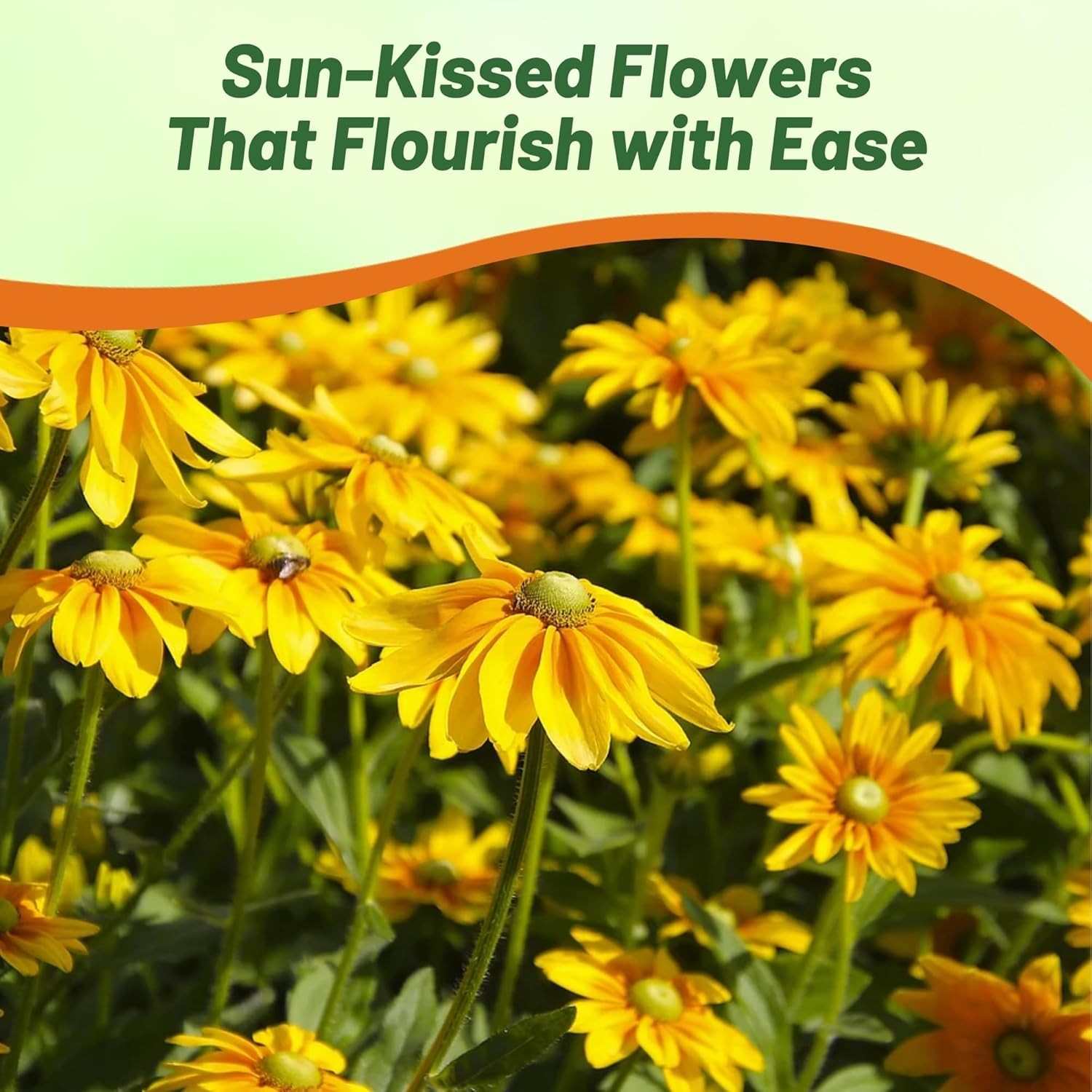 10000 Seeds Rudbeckia Hirta Drought Resistant Green Eyes Rudbeckia Flower Seed