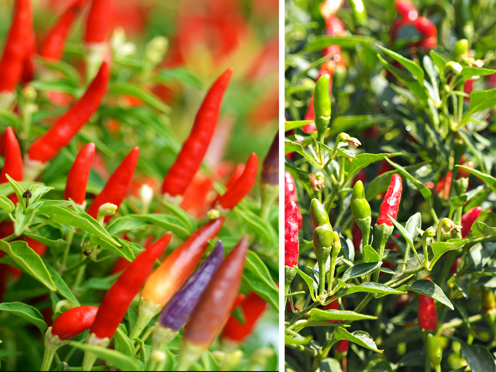 35 Seeds| Bird’s Eye Chili Peppers (Thai) Seeds#6039