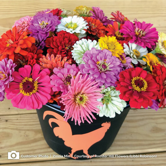 Zinnia ZINMASTER Mix 6 Heirloom Zinnias Tall & Dwarf Non-GMO 200 Seeds