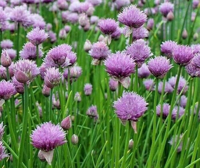 CHIVES SEEDS 300+ onion HERBS perennial GARDEN ALLIUM Culinary FREE SHIPPING