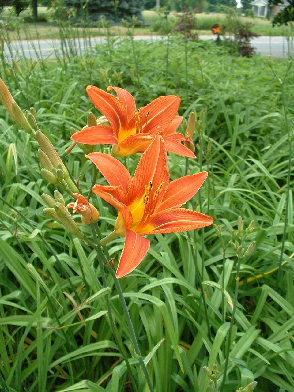 25 Orange Day Lily Fans Hemerocallis fulva ORGANIC tawny ditch bareroot plants