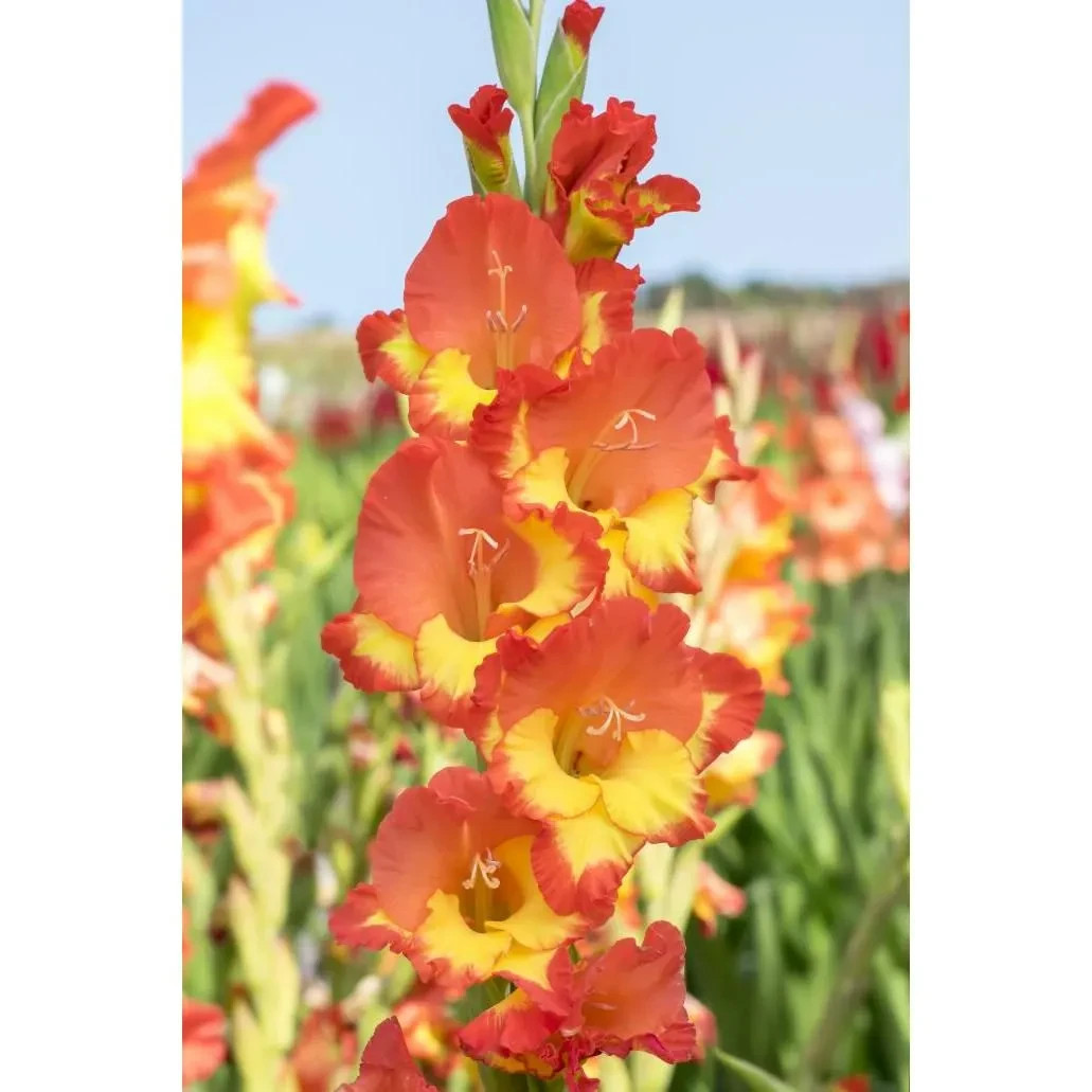 10 Gladiolus Flower Bulbs-Spectacular Rainbow Mix(Pack of 10 Lrg Bulbs)Zone 3-10
