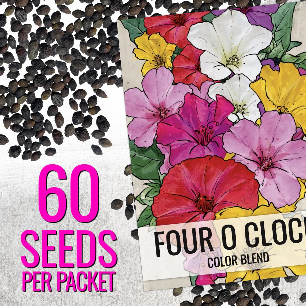 Mixed Four O’ Clock Seeds For Planting (Mirabilis jalapa)