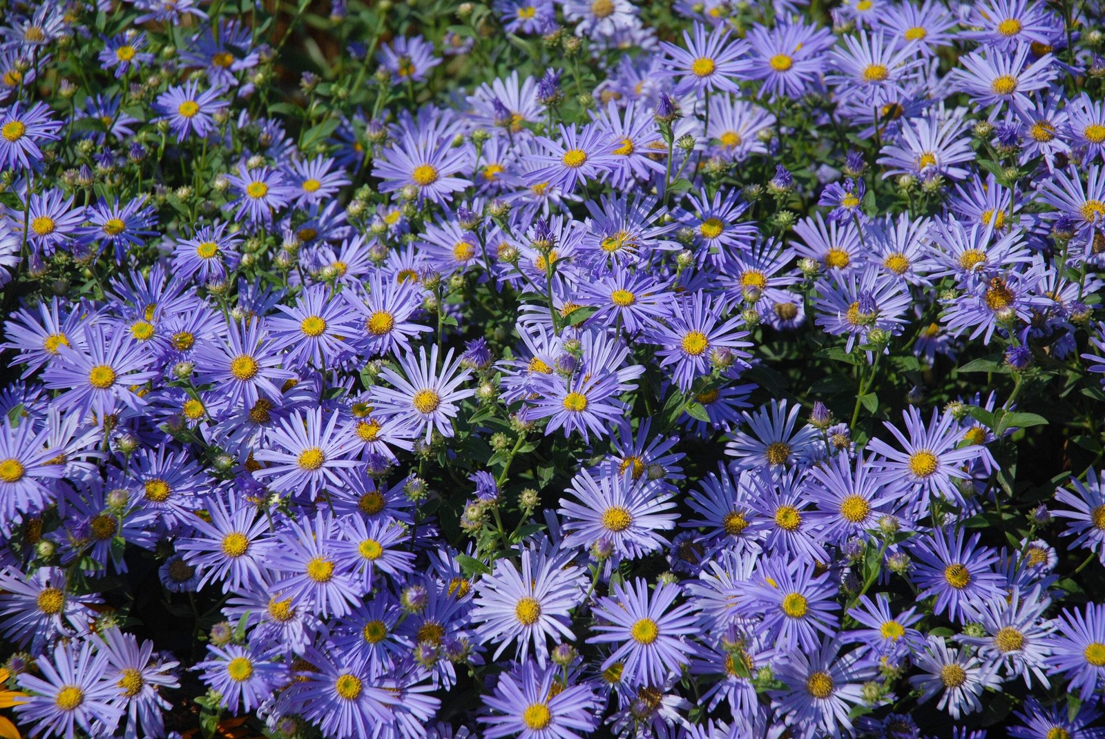 100 HEART LEAVED ASTER Cordifolius Blue Wood Aster Flower Seeds *Combined Ship