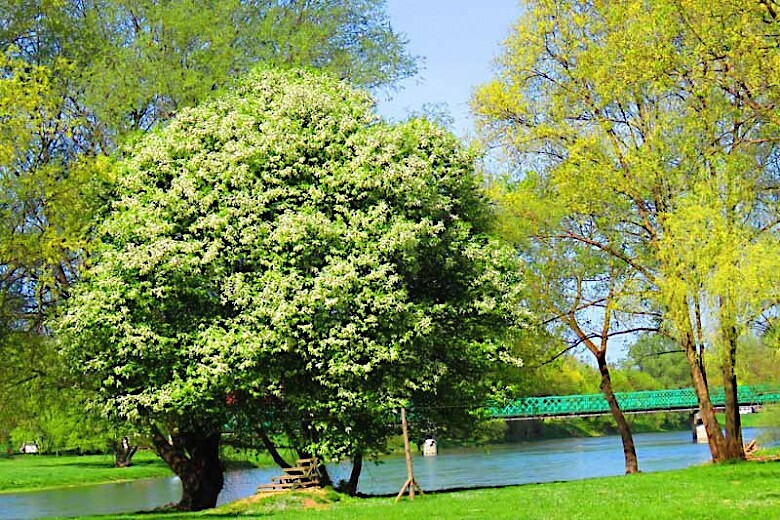 Black Cherry Tree Seeds (Prunus serotina) Hardy-3 Fast, Fall Color Flower Plant