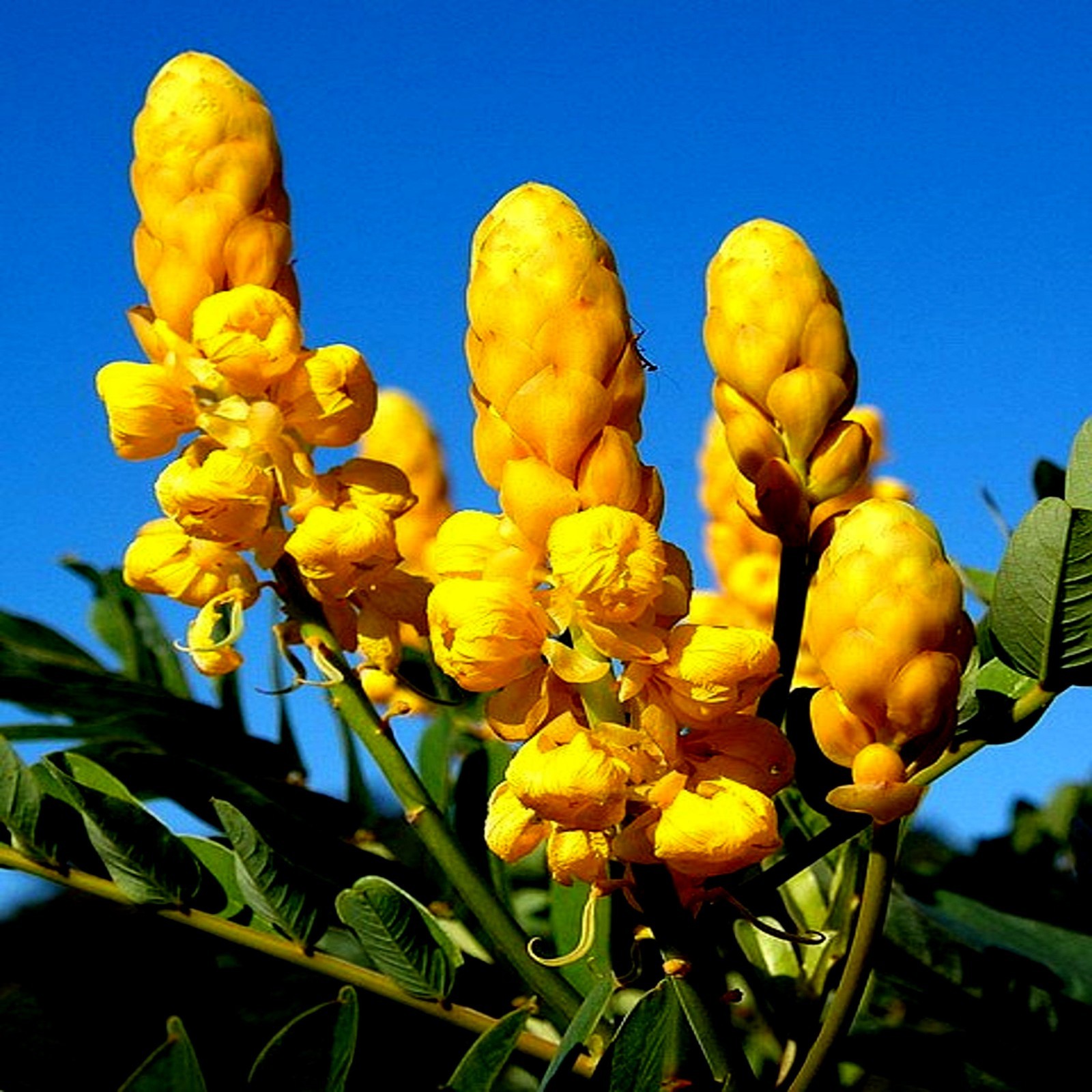 20 CANDLE BUSH SEEDS Cassia Alata Senna Tree Plant “Flowers Attract Butterflies”