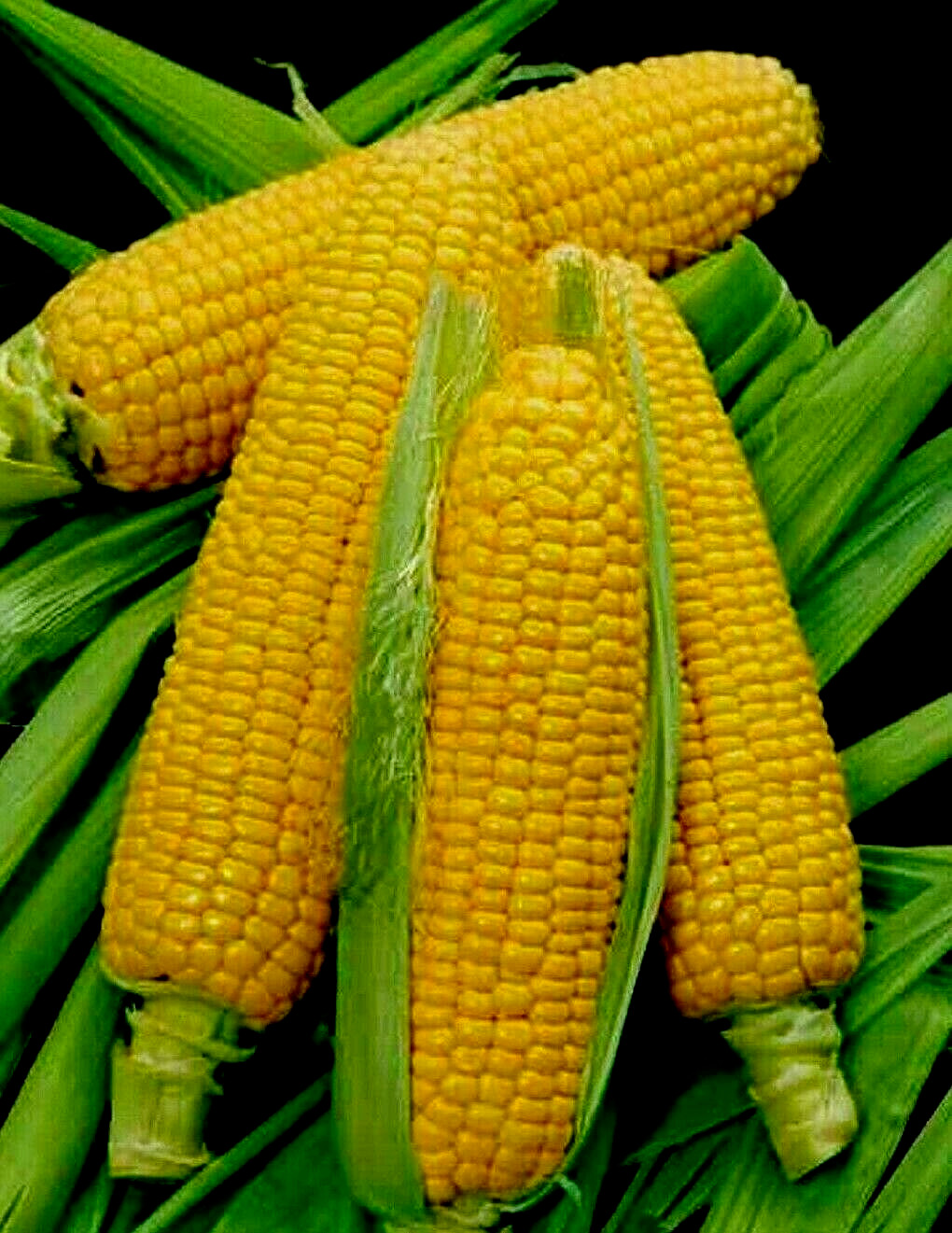 Sweet Corn Seeds Golden Bantam 100 Organic Yellow Seed Heirloom Garden NON-GMO