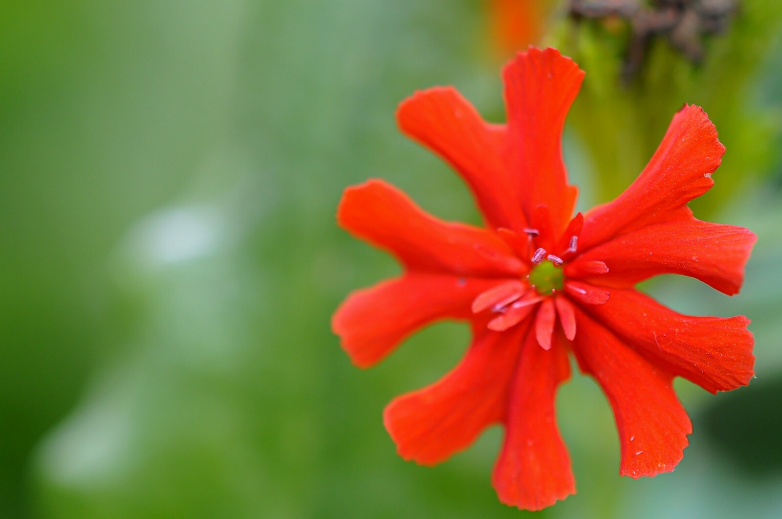 Maltese Scarlett Cross {Lychnis chalcedonica} 50+ seeds Free US Shipping!