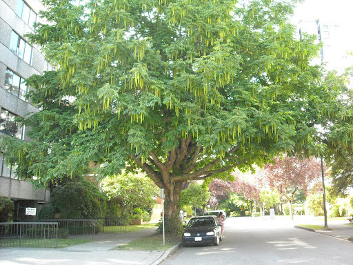 Chinese Wingnut, Pterocarya stenoptera, Tree Seeds (Fast, Showy)