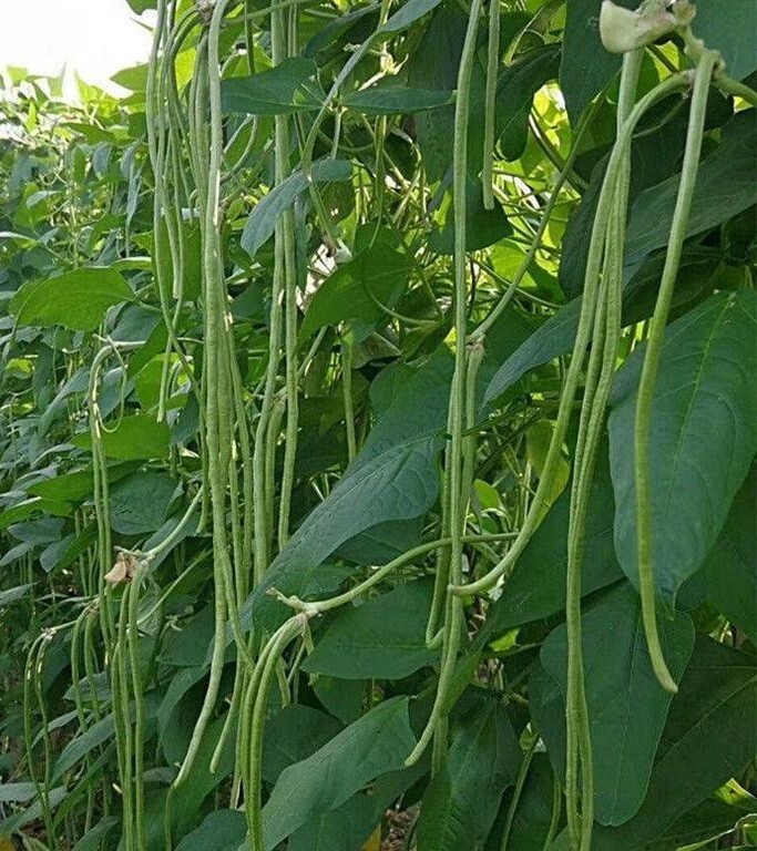 15+Yard Long Bean seeds Asian Chinese Long Bean String beans Productive USA