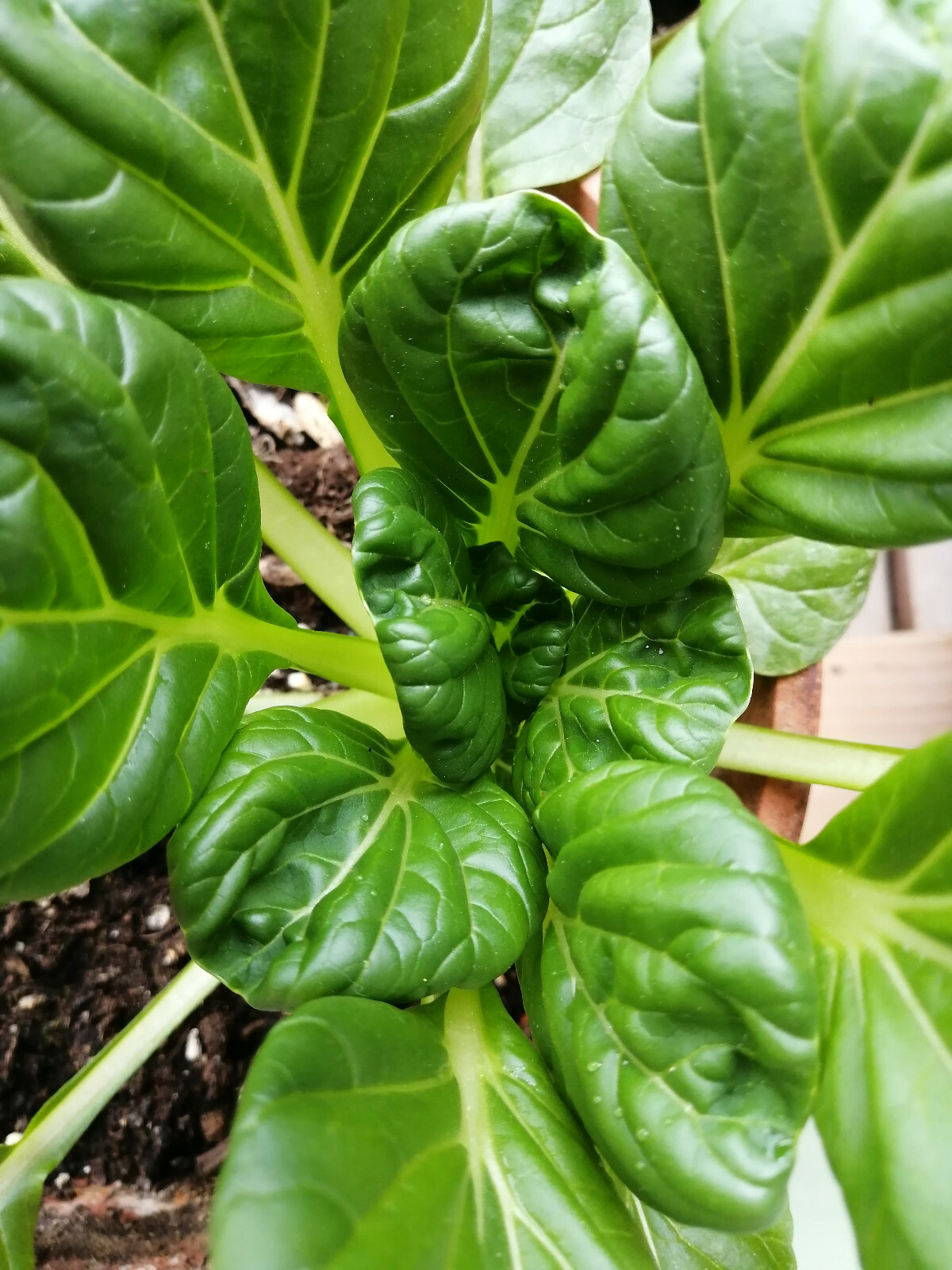 500 Heirloom Tatsoi Brassica rapa Asian Green Seeds – Bok Choy, Spinach Mustard