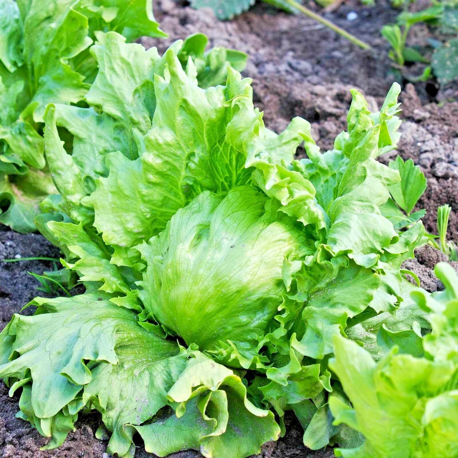 601+GREAT LAKES BATAVIAN Head Lettuce Seeds Organic Spring Fall Garden Container