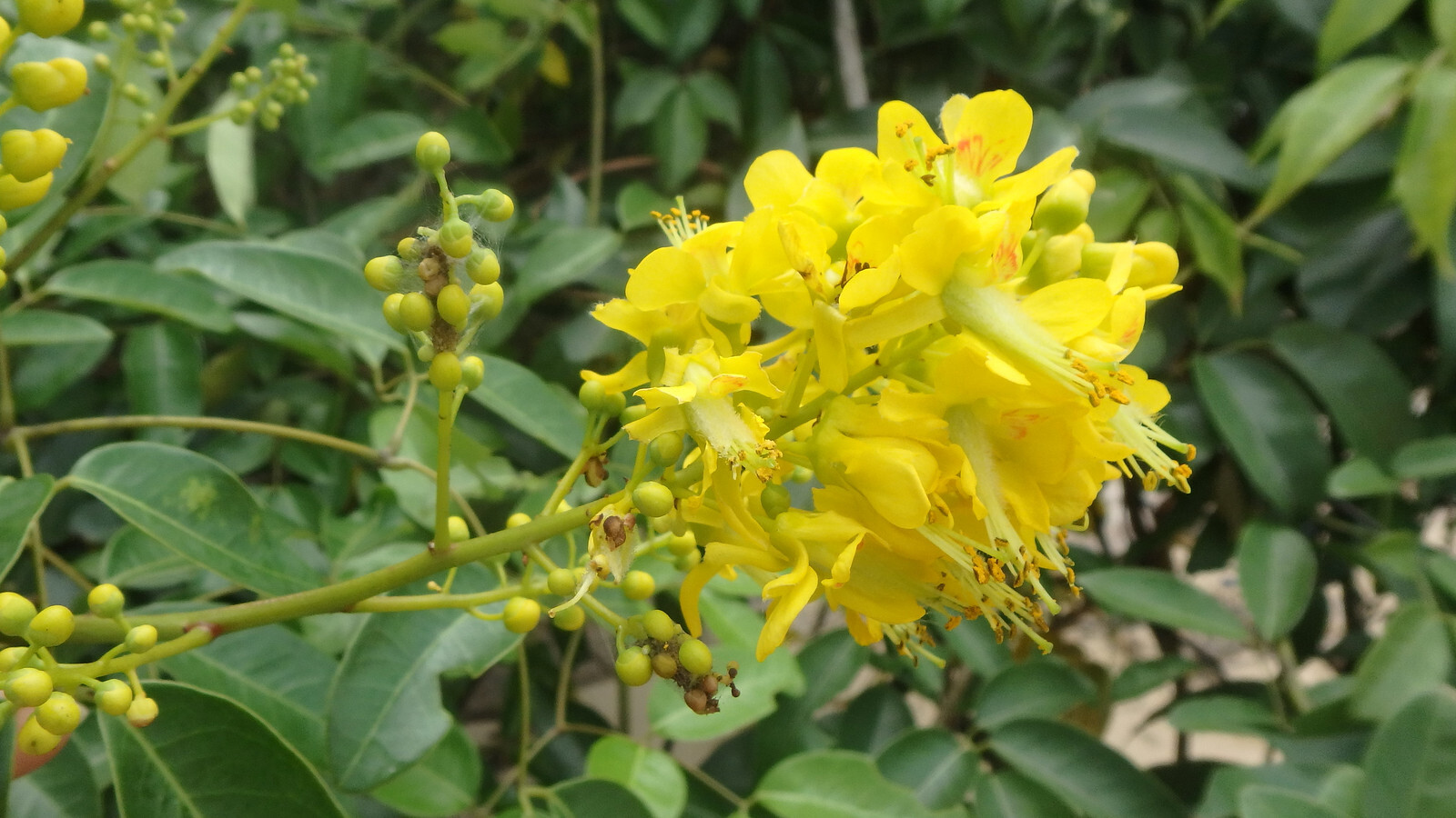 Caesalpinia crista FEVER NUT Yellow Flowers – 5 Seeds!