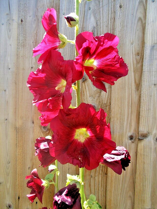 GIANT RED HOLLYHOCK 50 SEEDS, HARDY PERENNIAL, EZ TO GROW, USA SELLER