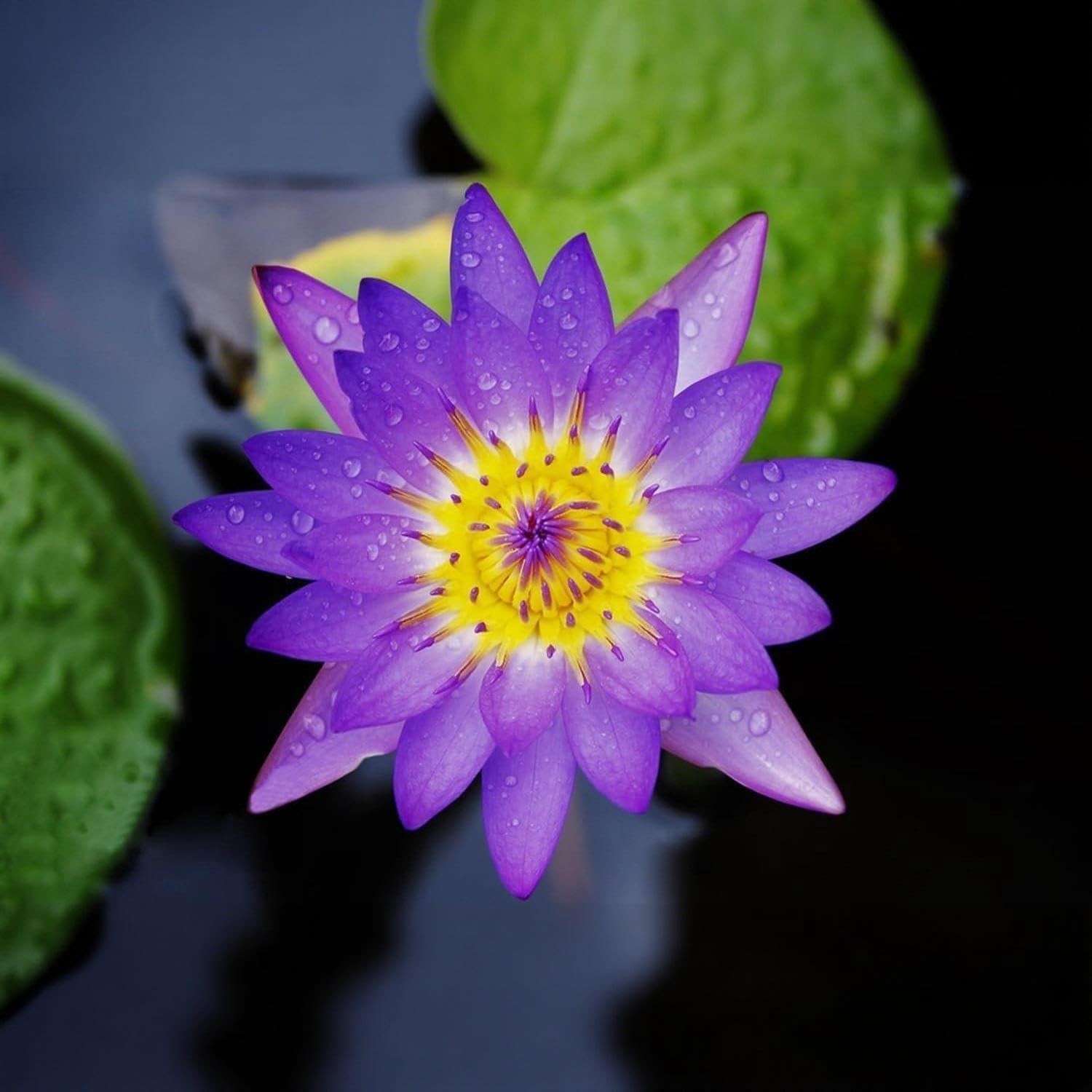 160pcs Mixed Color Bowl Lotus Seeds for Planting – Non-GMO Bonsai Lotus, Wate…