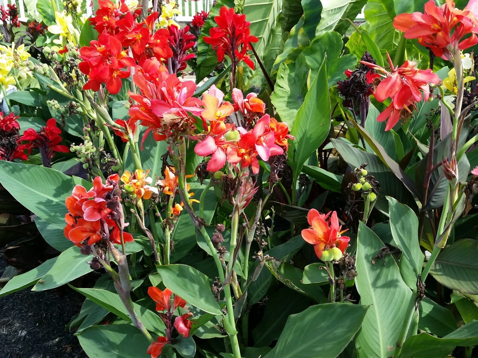 CANNA LILY SEEDS. 100 COUNT.  VARIOUS COLORS. GREAT AROUND WATER GARDENS.