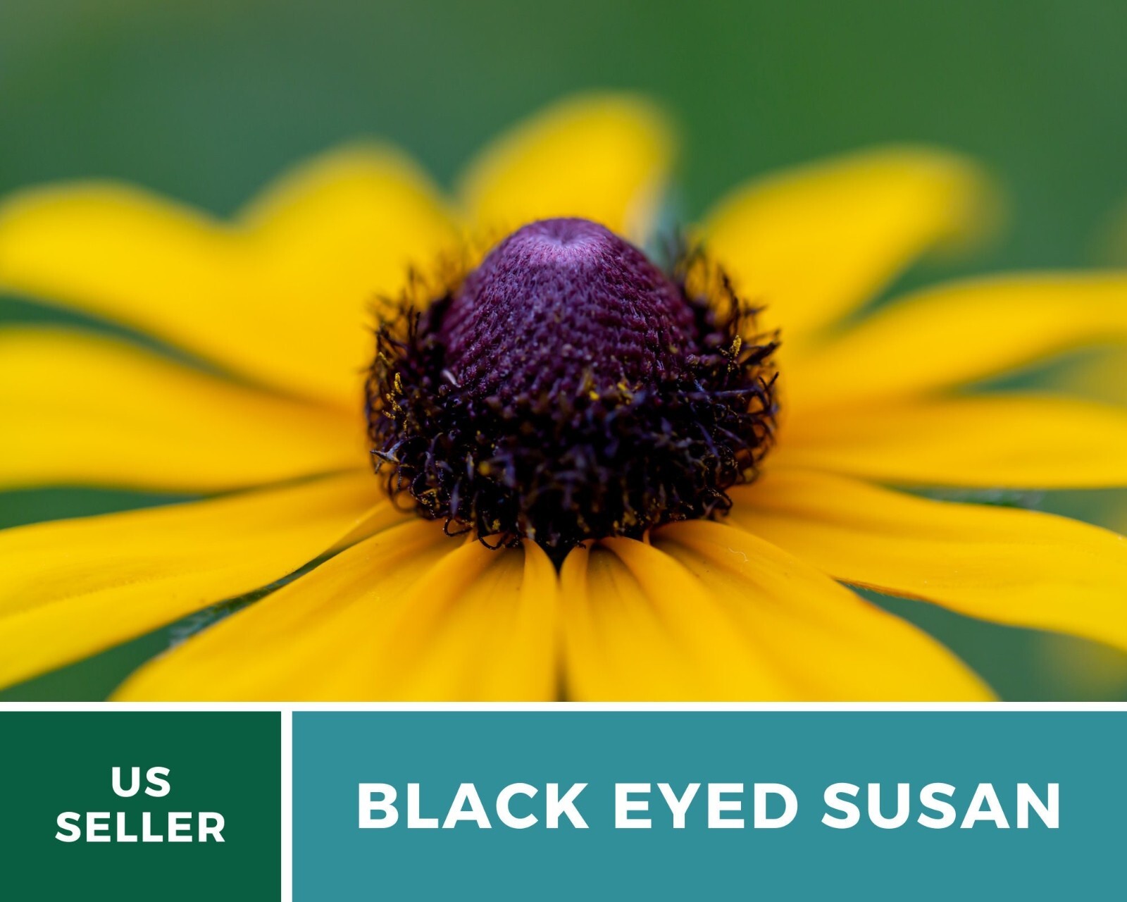Black-Eyed Susan – Heirloom Seeds – US Native Wildflowers (Rudbeckia hirta)