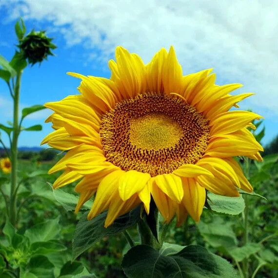 GIANT MAMMOTH RUSSIAN “GREY STRIPE” SUNFLOWER SEEDS Heirloom Hardy 10″ FLOWERS