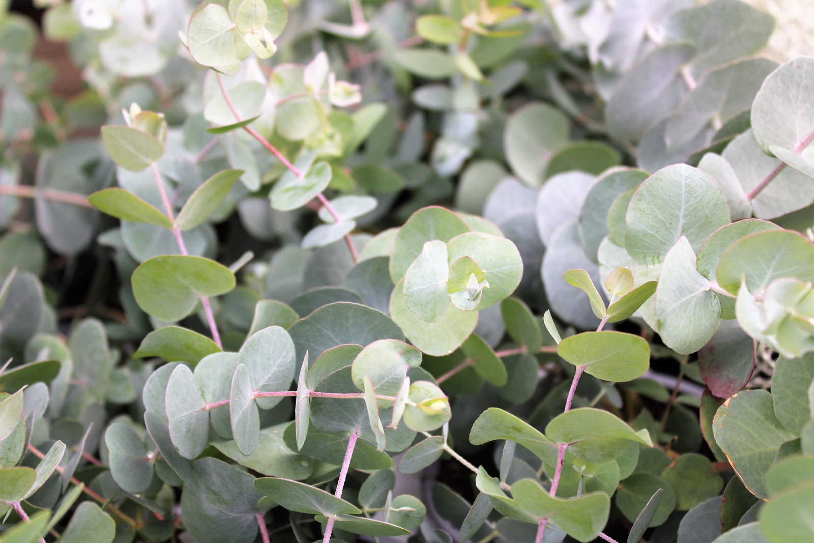 20 SILVER DROP EUCALYPTUS Gunnii Cider Gum Silver Blue Foliage Florist Tree Seed