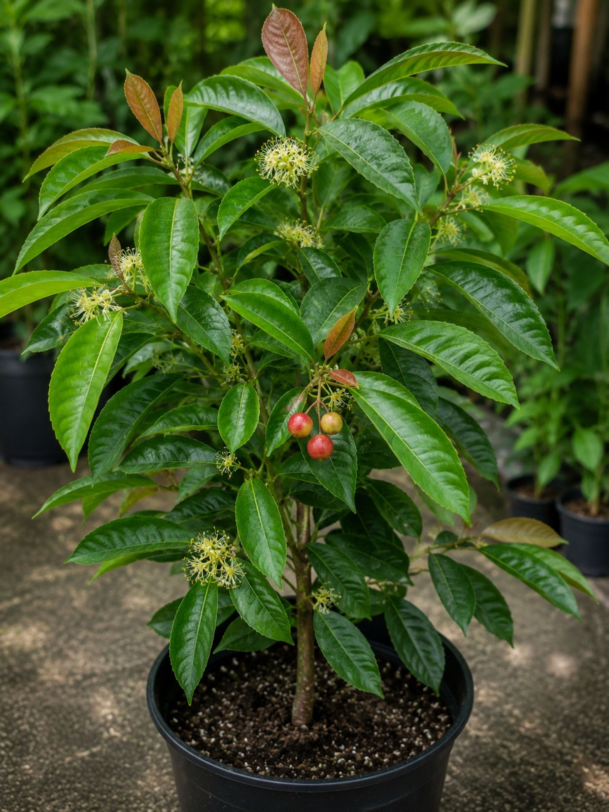5 Tropical Red Pear Seeds-Multi-Use Shrub -Container Plant – Bonsai -Protium