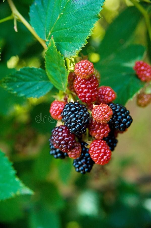 20 Thornless Blackberry Seeds