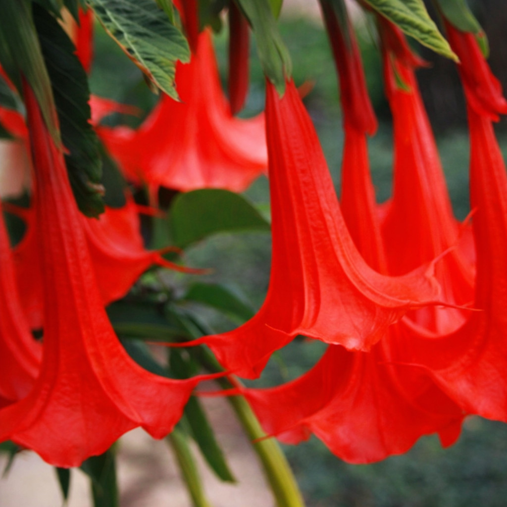 10 Angel Trumpet Seeds Flowers Seed Perennia Tropical Flower US SELLER ” Red”