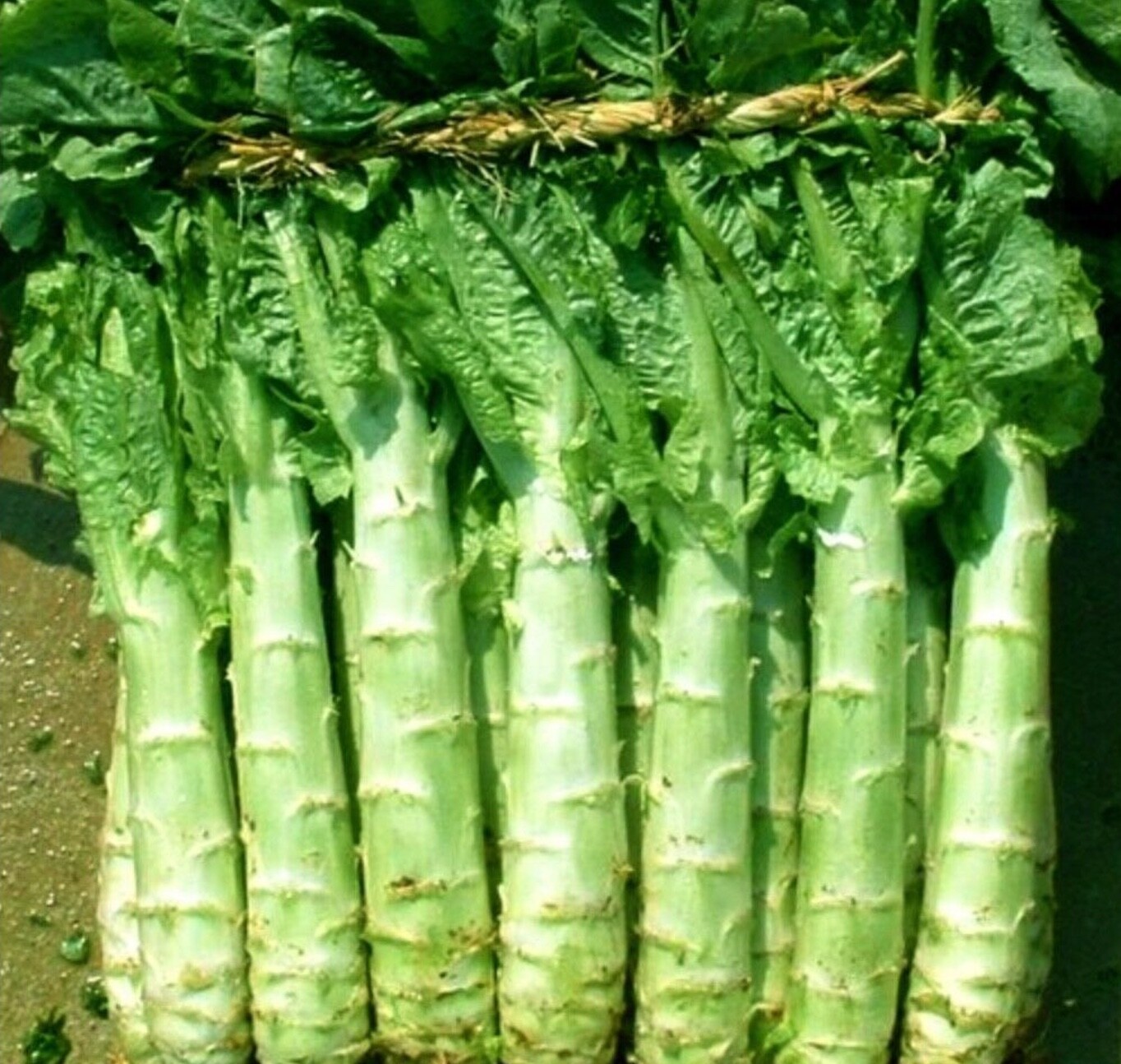 1000＋ WoJu-Vegatable seeds Asparagus stem lettuce Celtuce wosun