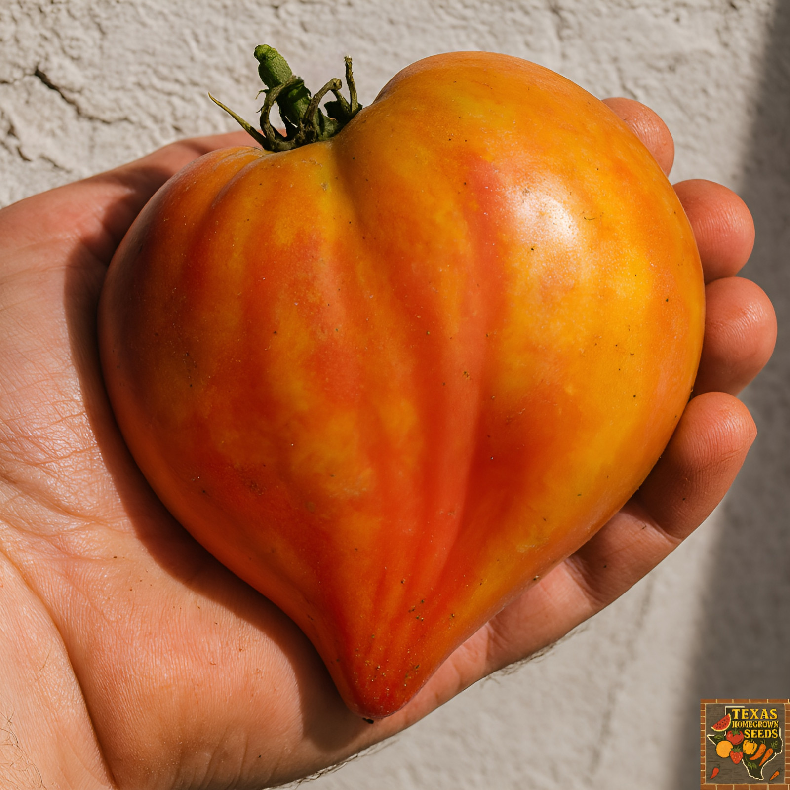 100 Heirloom Bi-Color OxHeart Tomato Seeds Striped Red&Yellow 2LB Indeterminate