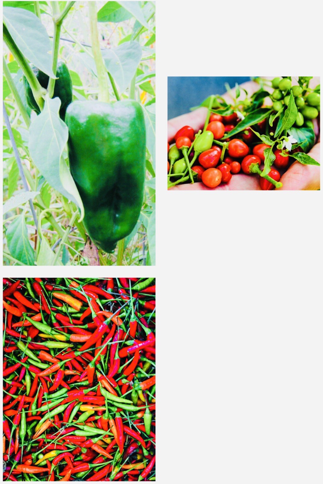 VARIETY PACK THAI CHILI PEPPER CHILE PEQUIN ANCHO PEPPER SEEDS FREE SHIPPING