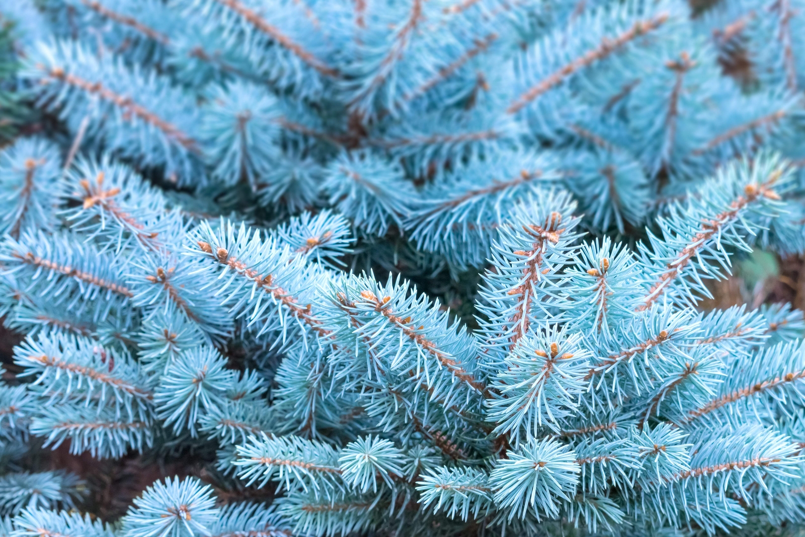 50 Colorado BLUE SPRUCE Tree Picea Pungens Glauca Christmas Tree Silver Seeds