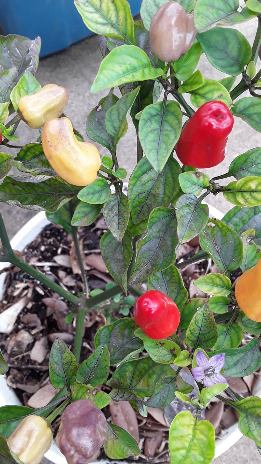 50+ Chinese 5 Color Pepper Seeds Edible & Ornamental Non-Gmo