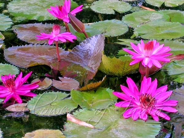 10 HAIRY WATER LILY SEEDS – Nymphaea pubescens