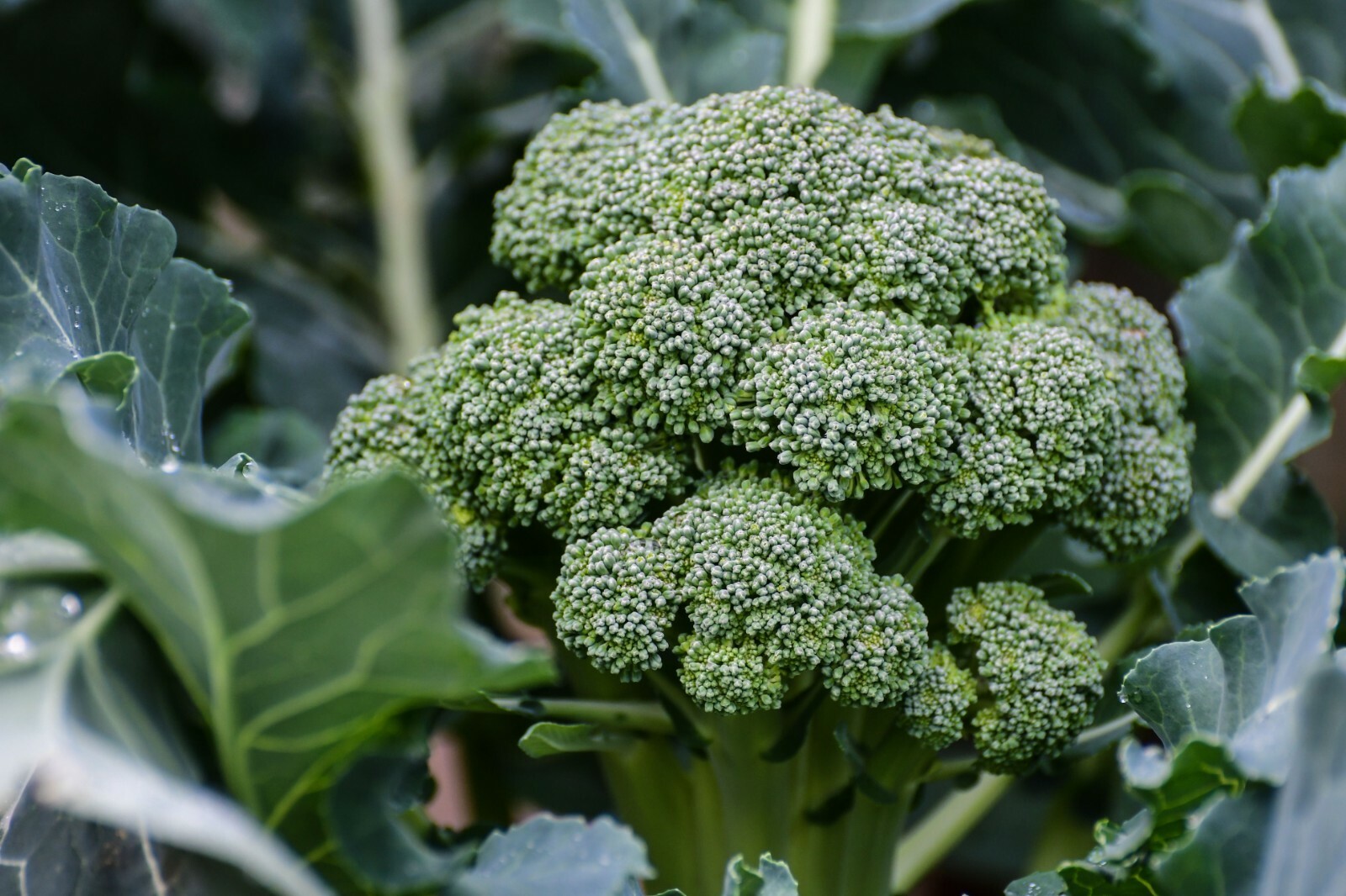 800+ Broccoli Seeds – Waltham 29