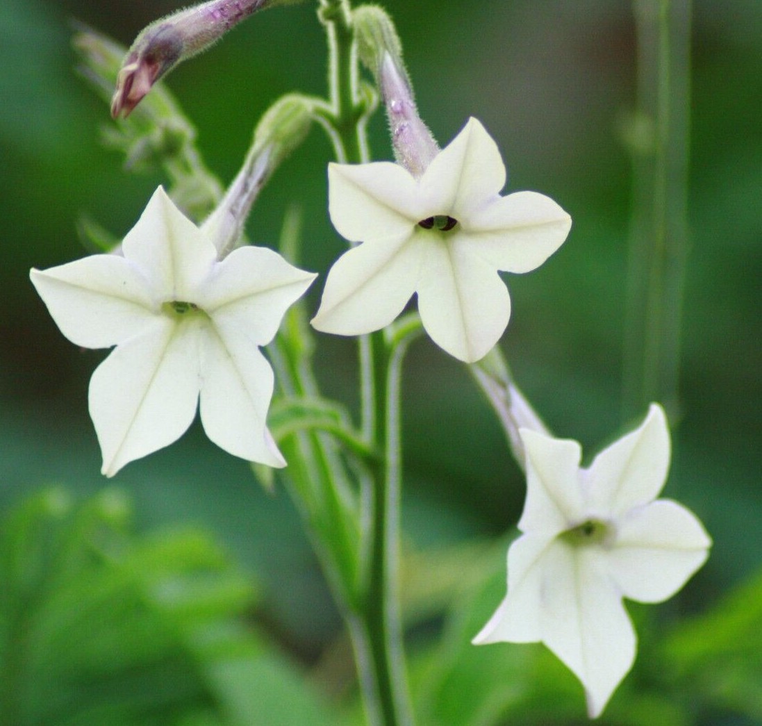 NICOTIANA ALATA Seeds *FREE Shipping!* Winged Jasmine Tobacco 2000+ SEEDS